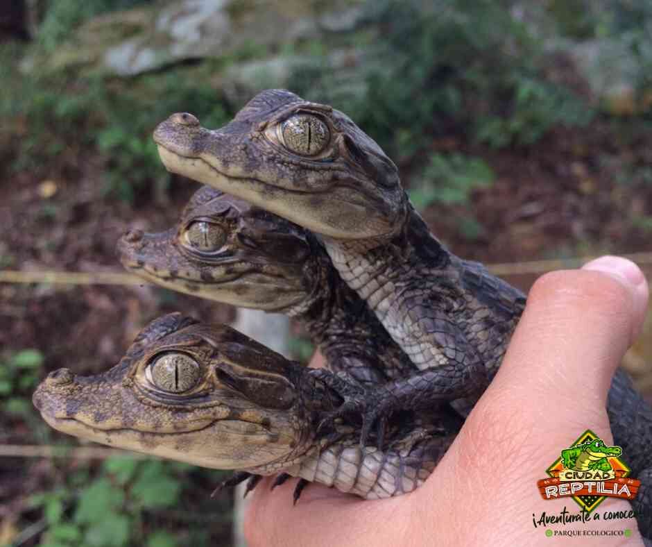 Ciudad Reptilia, parque ecológico cerca de Melgar