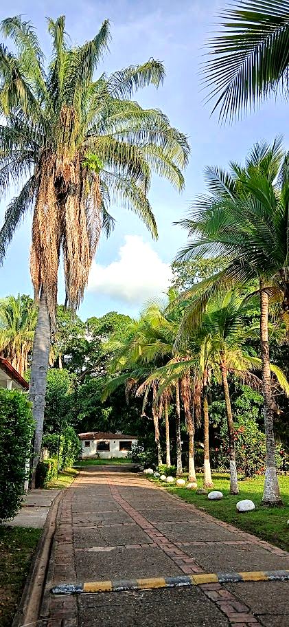 Palm-lined avenue inside a residential complex in Melgar
