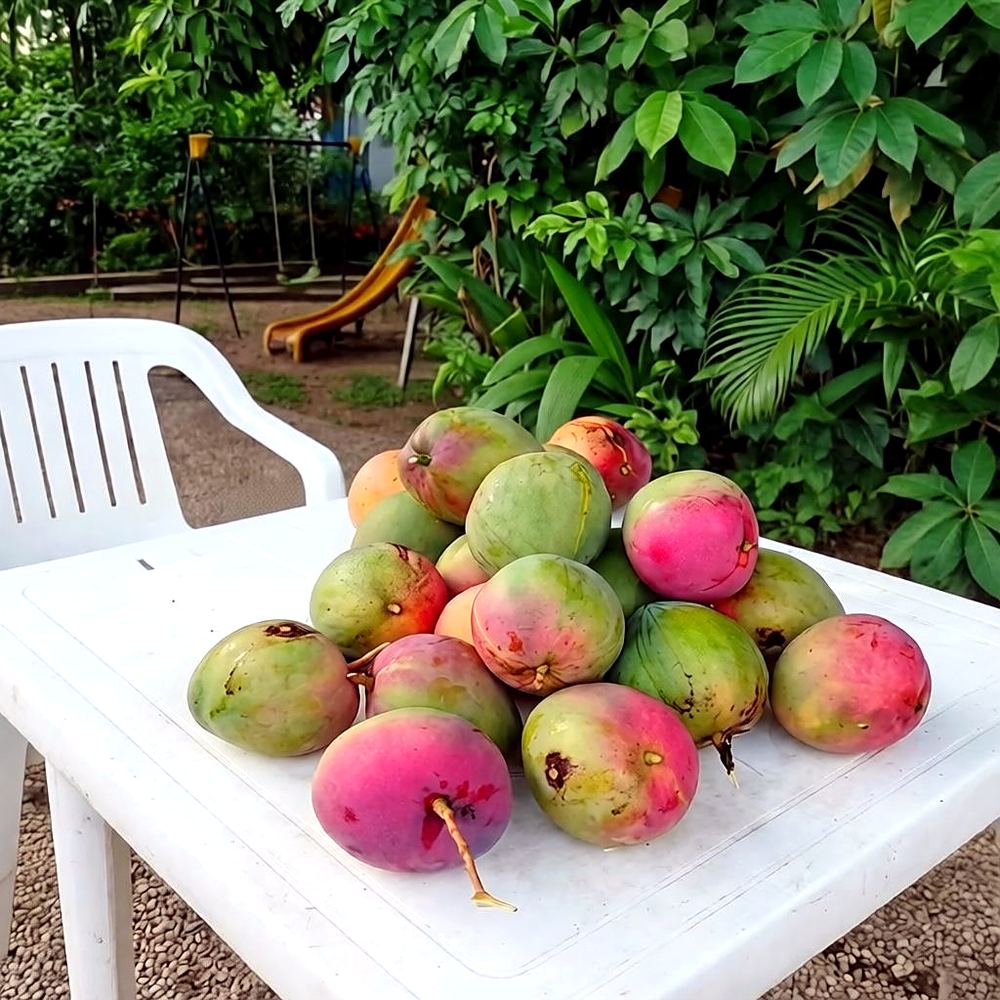 Ripe mangoes freshly picked on a white table in a patio in Melgar