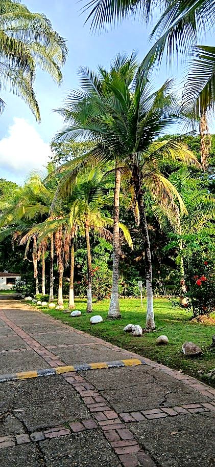 Camino peatonal bordeado de palmeras altas en un condominio residencial de Melgar