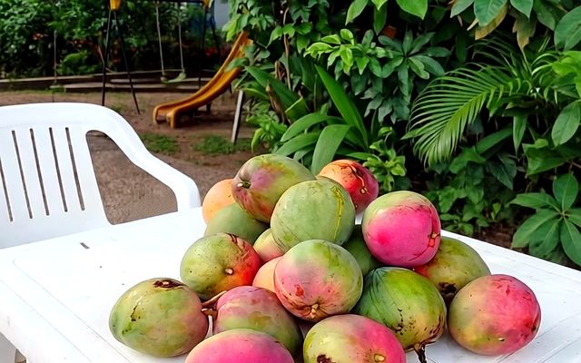 Mangos maduros reci&eacute;n recogidos sobre una mesa en un patio en Melgar, Tolima