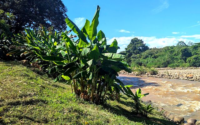 R&iacute;o y vegetaci&oacute;n tropical cerca de Melgar, Tolima